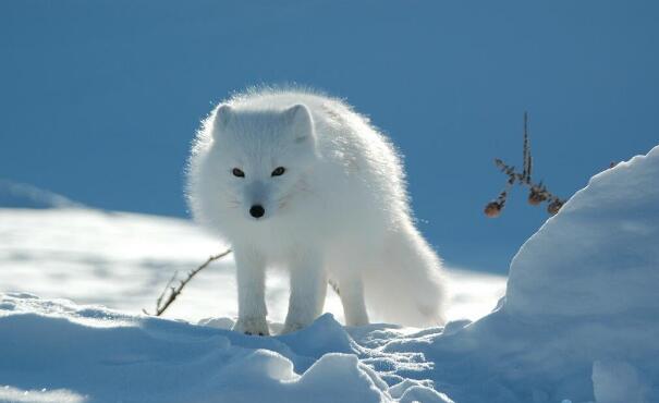 卡林娜巴杜奇揚(yáng)