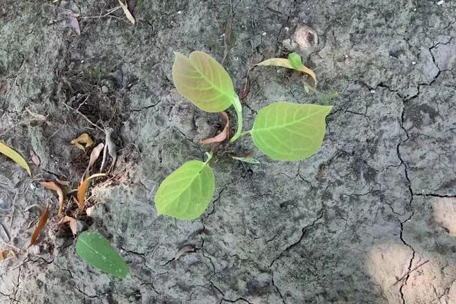 番瀉葉的功效與作用