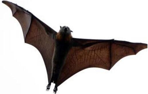 世衛(wèi)組織警告群體免疫想法很危險(xiǎn)