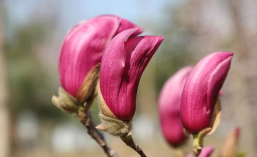 希林娜依高薇婭個(gè)人資料