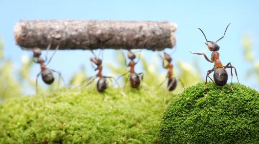 德國(guó)也加入五國(guó)聯(lián)軍形成