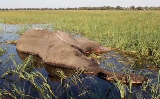 藍(lán)藻細(xì)菌導(dǎo)致數(shù)百頭大象死亡