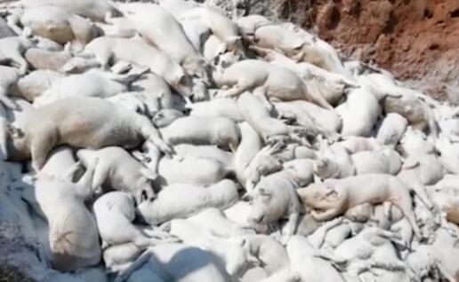 景德鎮(zhèn)一養(yǎng)豬場(chǎng)大批死豬致污染