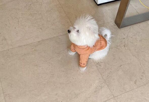 高市早苗人物簡(jiǎn)介