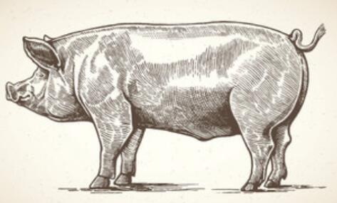 大連對種豬場私埋病死動物立案調(diào)查