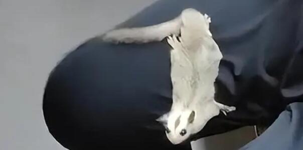 地鐵出現(xiàn)寵物鼠撓傷乘客