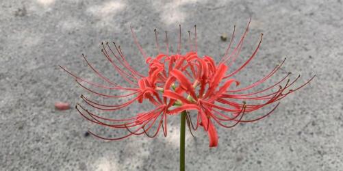 南京櫻花最佳觀賞時(shí)間