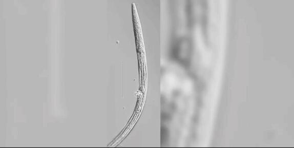 科學(xué)家復(fù)活了46000年前的蟲(chóng)子