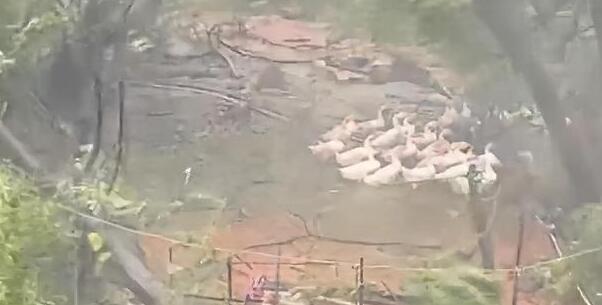 杜蘇芮臺風將樹連根拔起