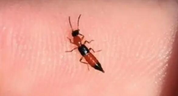 遇隱翅蟲(chóng)第一反應(yīng)要用力吹走