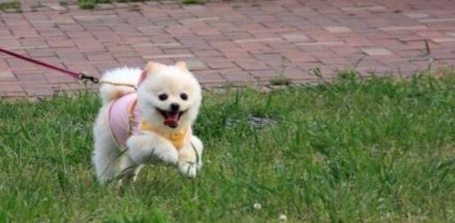 拜登寵物犬指揮官被逐出白宮