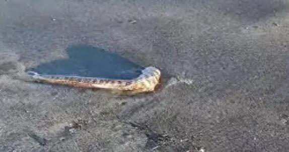 日本北海道海岸現(xiàn)大量沙丁魚尸體