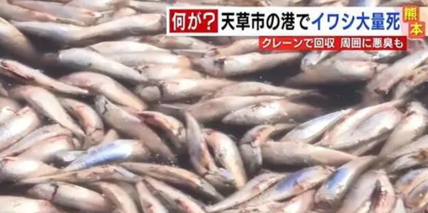 日本北海道海岸現(xiàn)大量沙丁魚尸體