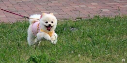 韓國國會(huì)通過禁食狗肉法案