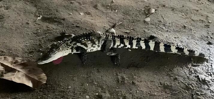 深圳一河道驚現(xiàn)鱷魚(yú)