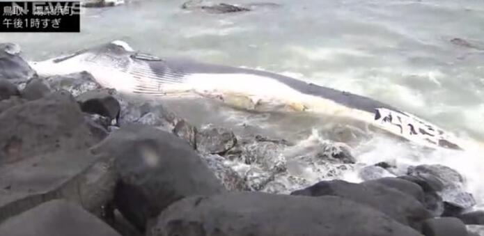 日本海岸現(xiàn)超10米長鯨魚尸體