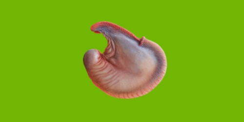 女生直播拔雞屁股毛萬(wàn)人觀看