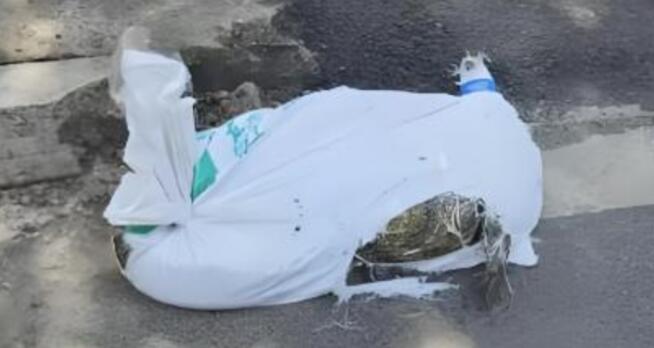 廣州跑腿騎手送鱷魚被抓